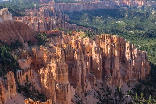 Green forest carbon reduction